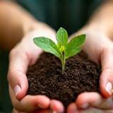 Hands holding soil with a young plant sprout